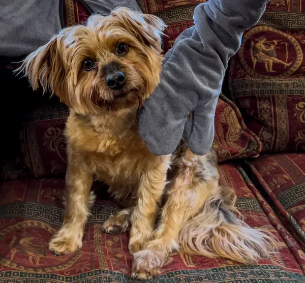 Dog Drying Long Gloves. Pair of Mitts. After Bath, Beach and Muddy Walks. Microfiber Towel Gloves. Paws, Ears & more. For Dogs and Horses - Image 2